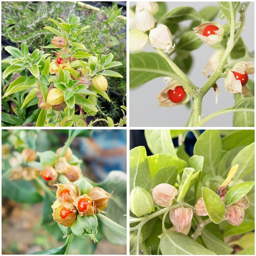 100+ Seed Ashwagandha Seeds for Planting Outdoor -Plant & Grow Heirloom Medicina
