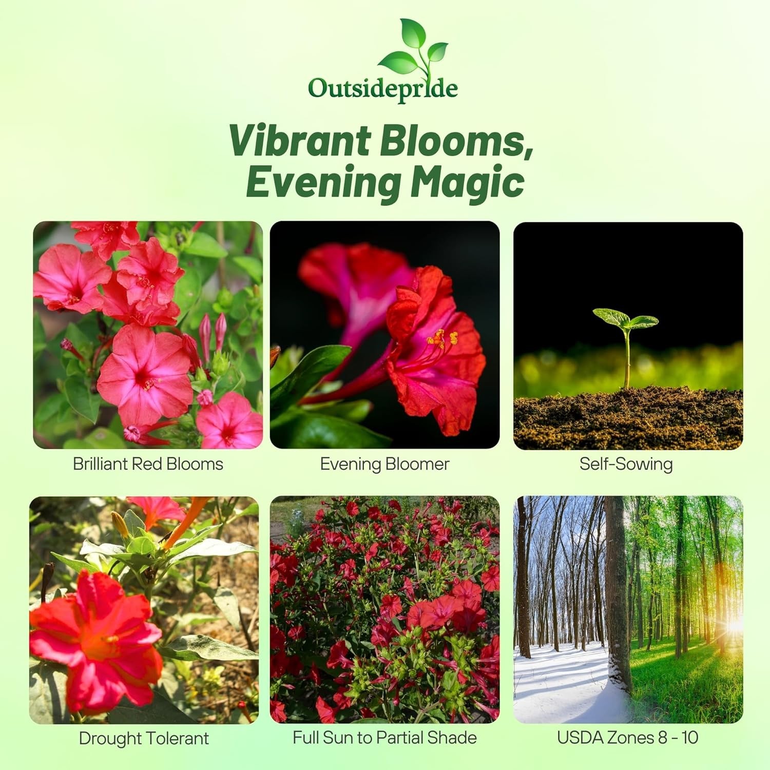 1 LB Four O’ Clock Seeds – Mirabilis Jalapa Red Flower Seed