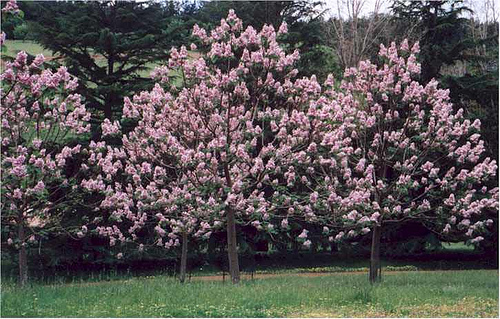 WORLDS FASTEST GROWING TREE *ROYAL EMPRESS TREE SEEDS * PRINCESS TREE *