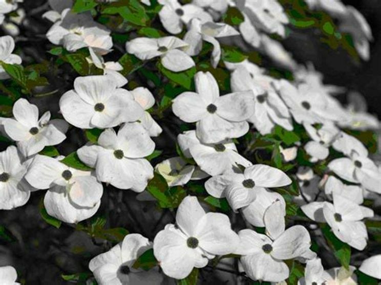 Flowering White Dogwood Tree Qty-16 Propagation unrooted Cuttings