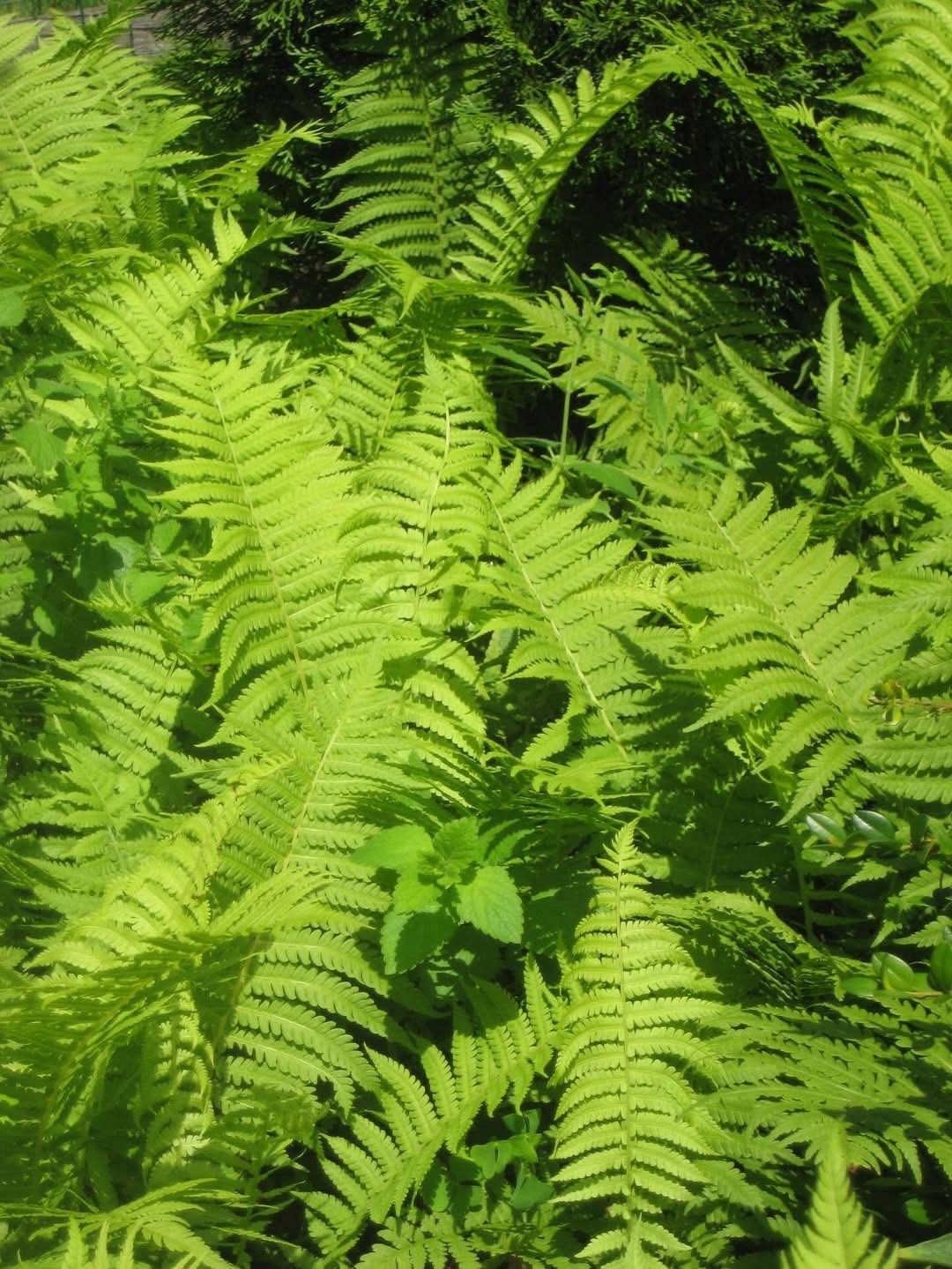 3 Ostrich Fern Root Fiddlehead Matteuccia Struthiopteris Bare Root