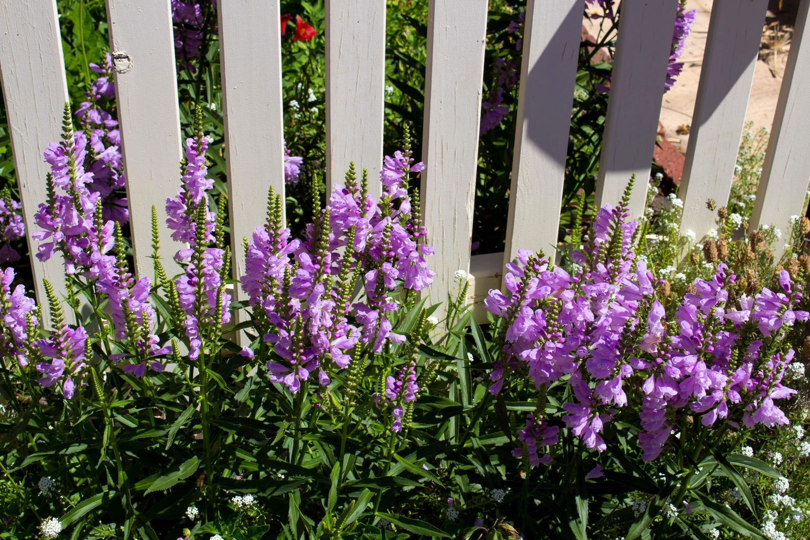 50 PINK Showy OBEDIENT PLANT False DragonHead Physostegia Virginiana Flower Seed