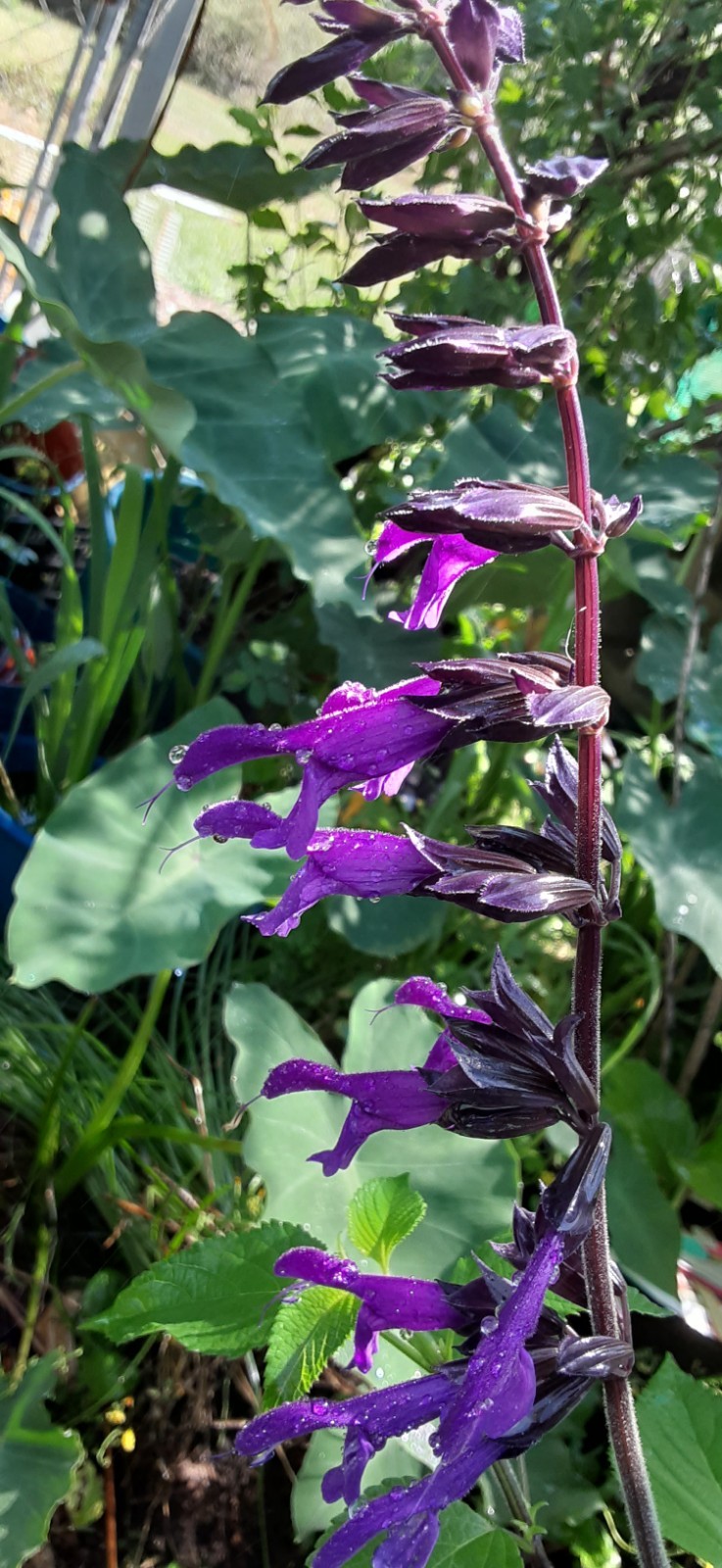 Amistad Salvia Live Starter- READ LISTING