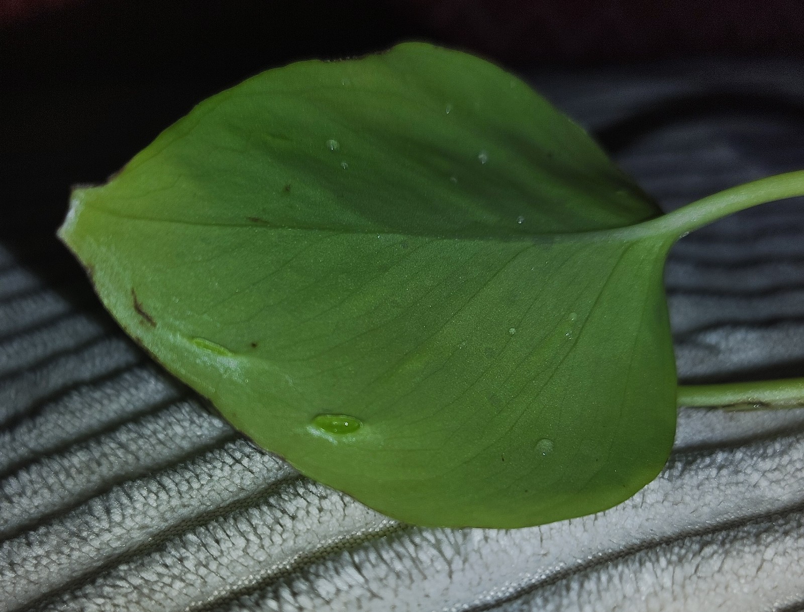 Champs Elysees Pothos cuttings, X3. NEW/RARE! Check the underside of leaves.