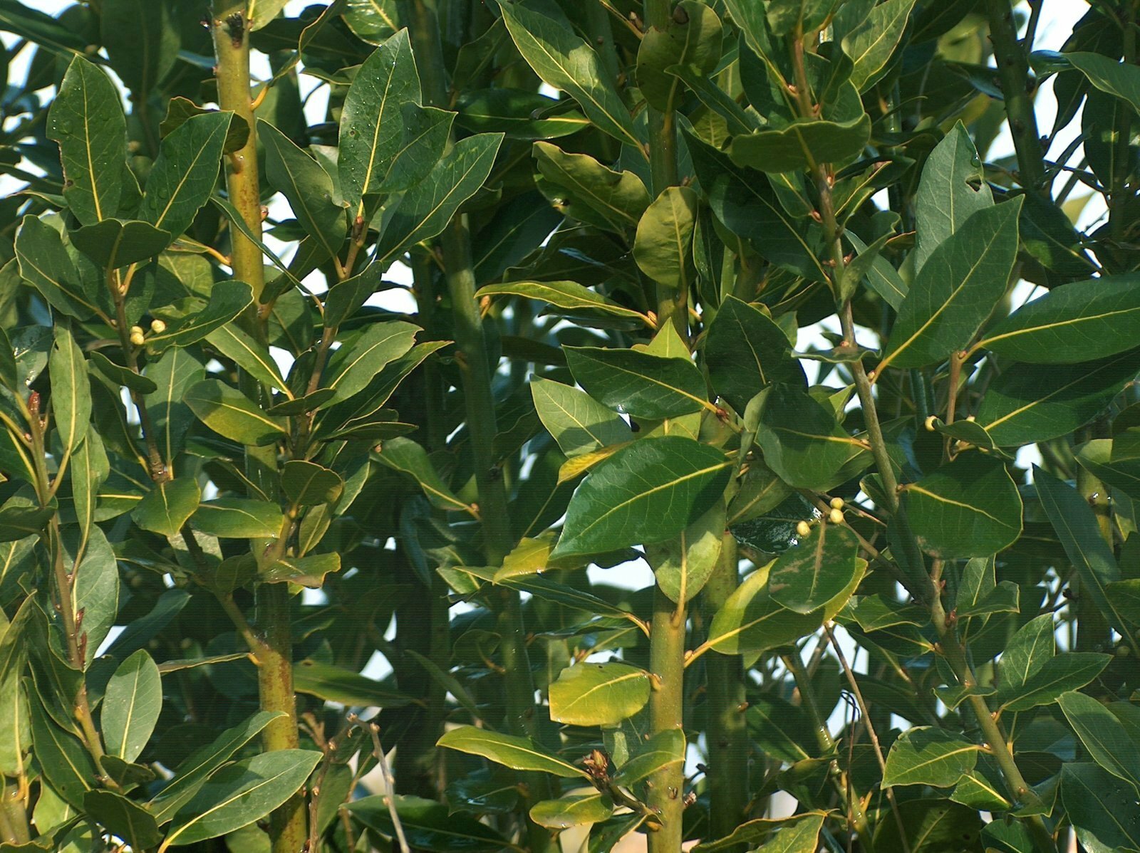 T024B (10)Sweet Laurel Bay Tree Plant Cuttings Mature Laurus Nobilis Leaf Leaves