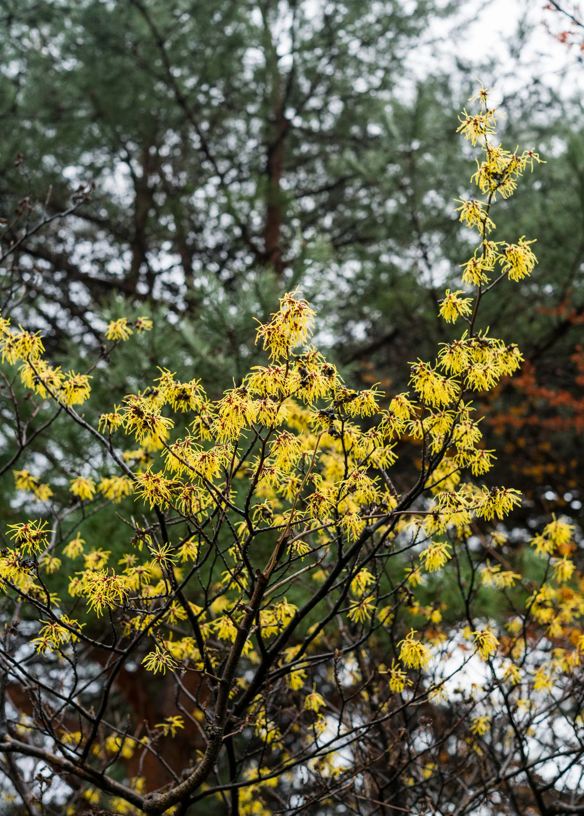 Witch-hazel (Hamamelis virginiana)