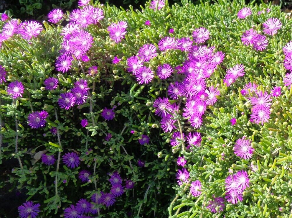 12 (4-7″) Cuttings Creeping Ice Plant Purple/Pink Ground Cover Rare Succulents