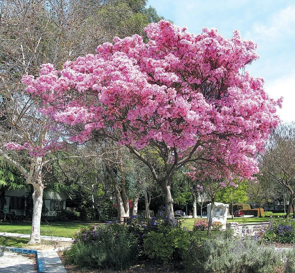 24”-36” Tabebuia Trumpet Tree-Tabebuia heterophylla-Rooted Starter Plant