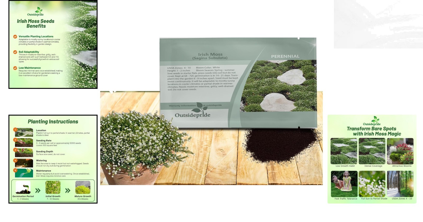 5000 Irish Moss Seeds – Ideal Mat-Forming Lawn Alternative for Gardens