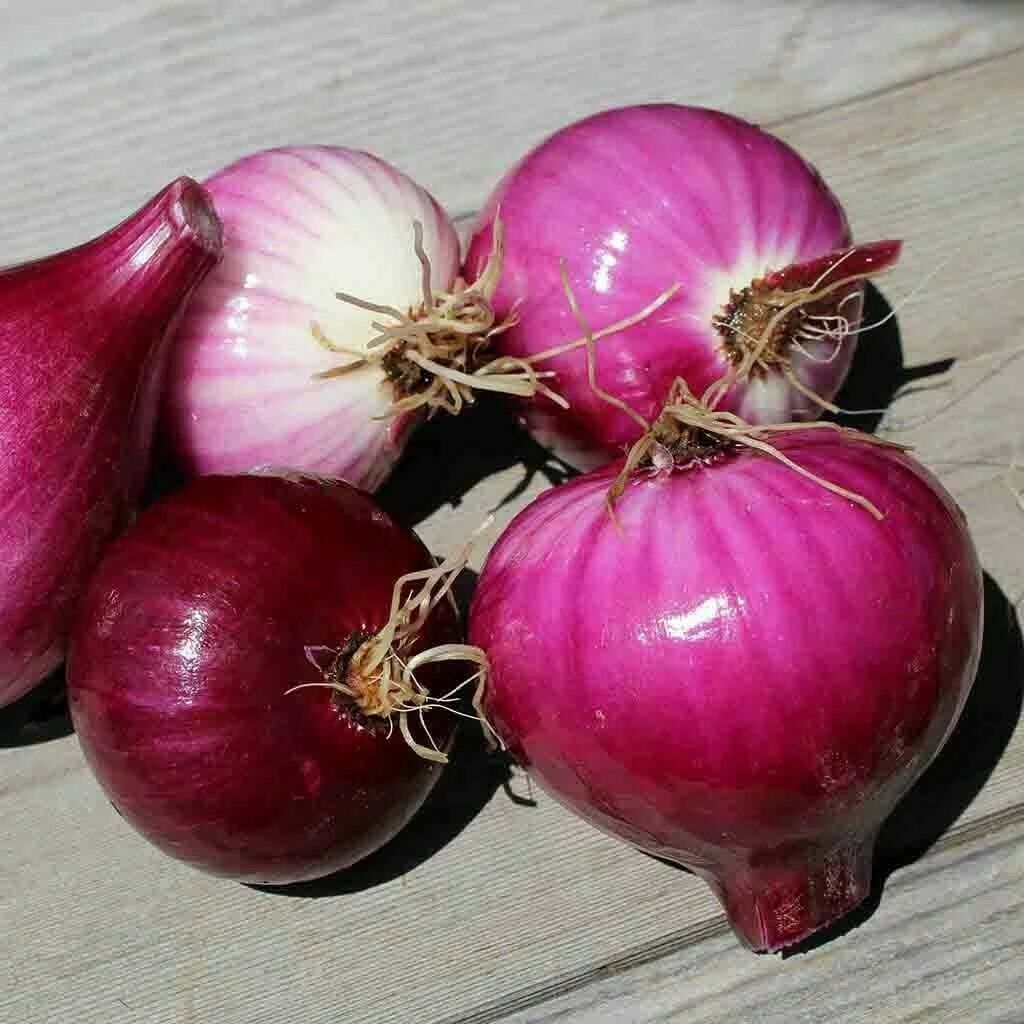 400+RED GRANO SWEET ONION Seeds Short Day Organic Spring Fall Vegetable Garden