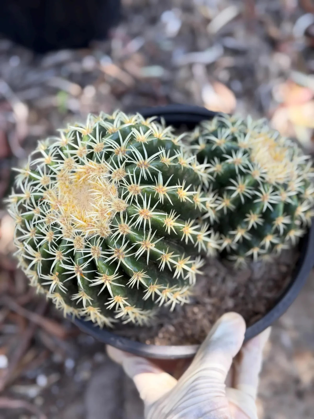 Echinocactus Grusonii Short Spine Double Head Rare Golden Barrel Cactus