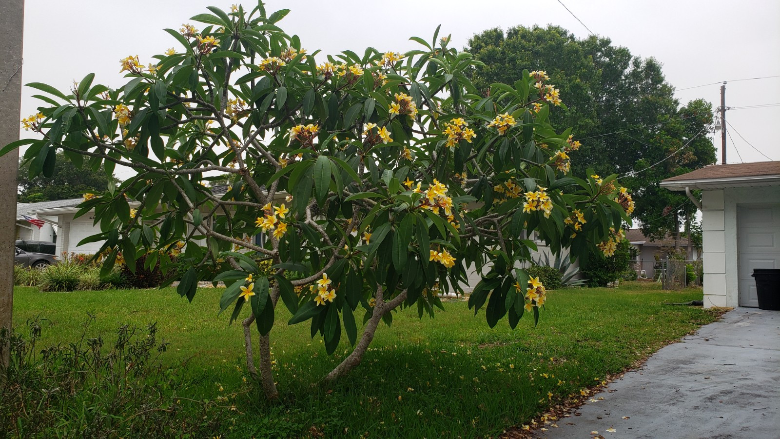 White/Yellow Plumeria Fresh Starter Cutting Single Head 10-12inch Unrooted x1