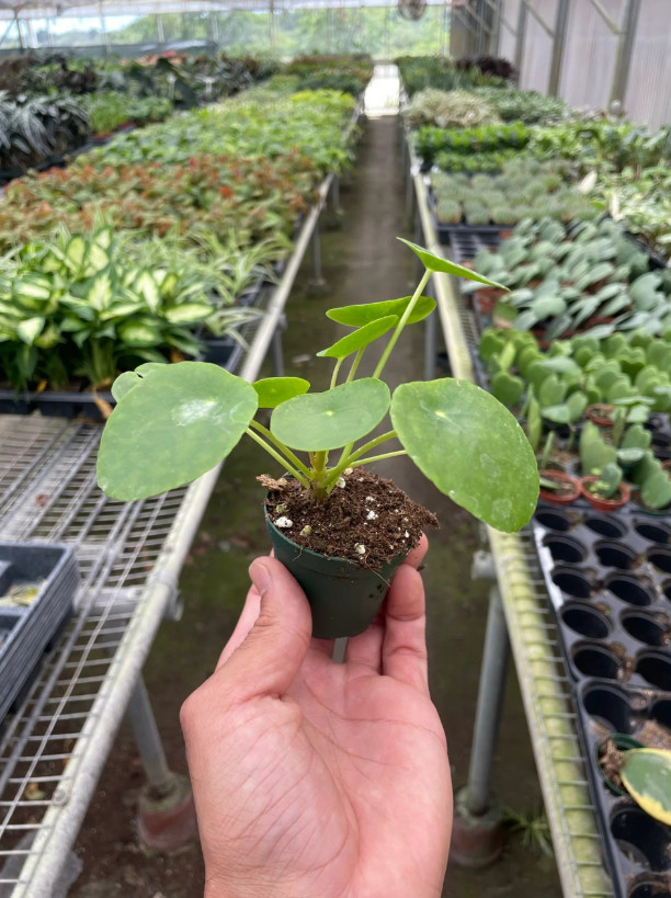 Live Pilea Peperomioides – Chinese Money Plant – 2” Pot – Easy Care Indoor