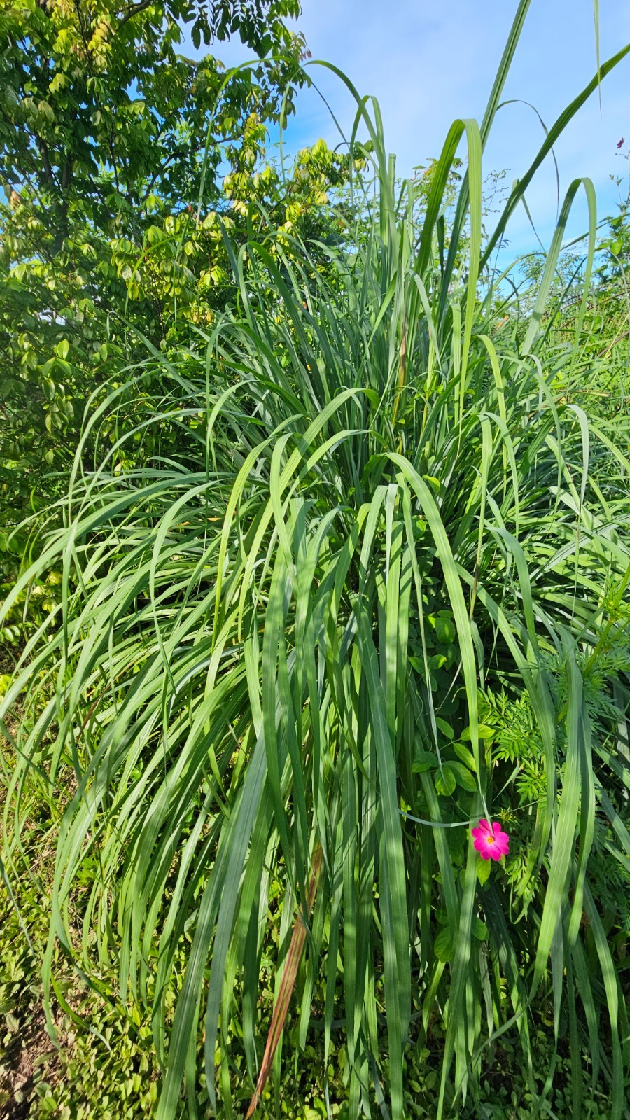 10 Lemongrass Stalks plugs, Cymbopogon Plant , natural herb that repels bugs!