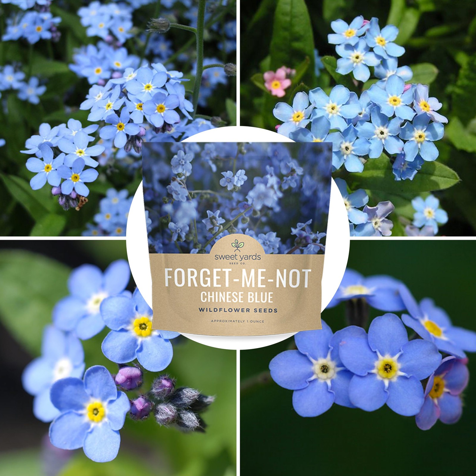 Chinese Forget Me Not Wildflower Seeds – Bulk 1 Ounce 1 Pouch, Blue