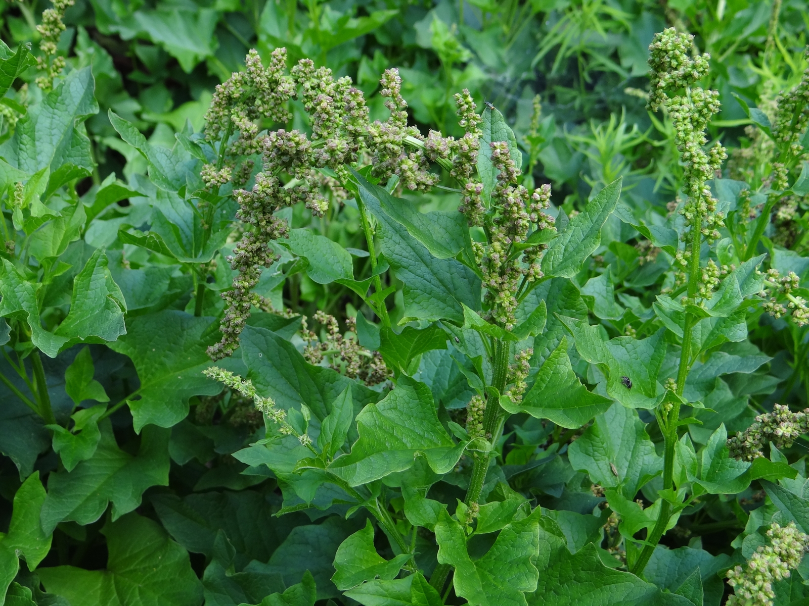 100 GOOD-KING-HENRY Seeds (Chenopodium bonus-henricus) | Free shipping