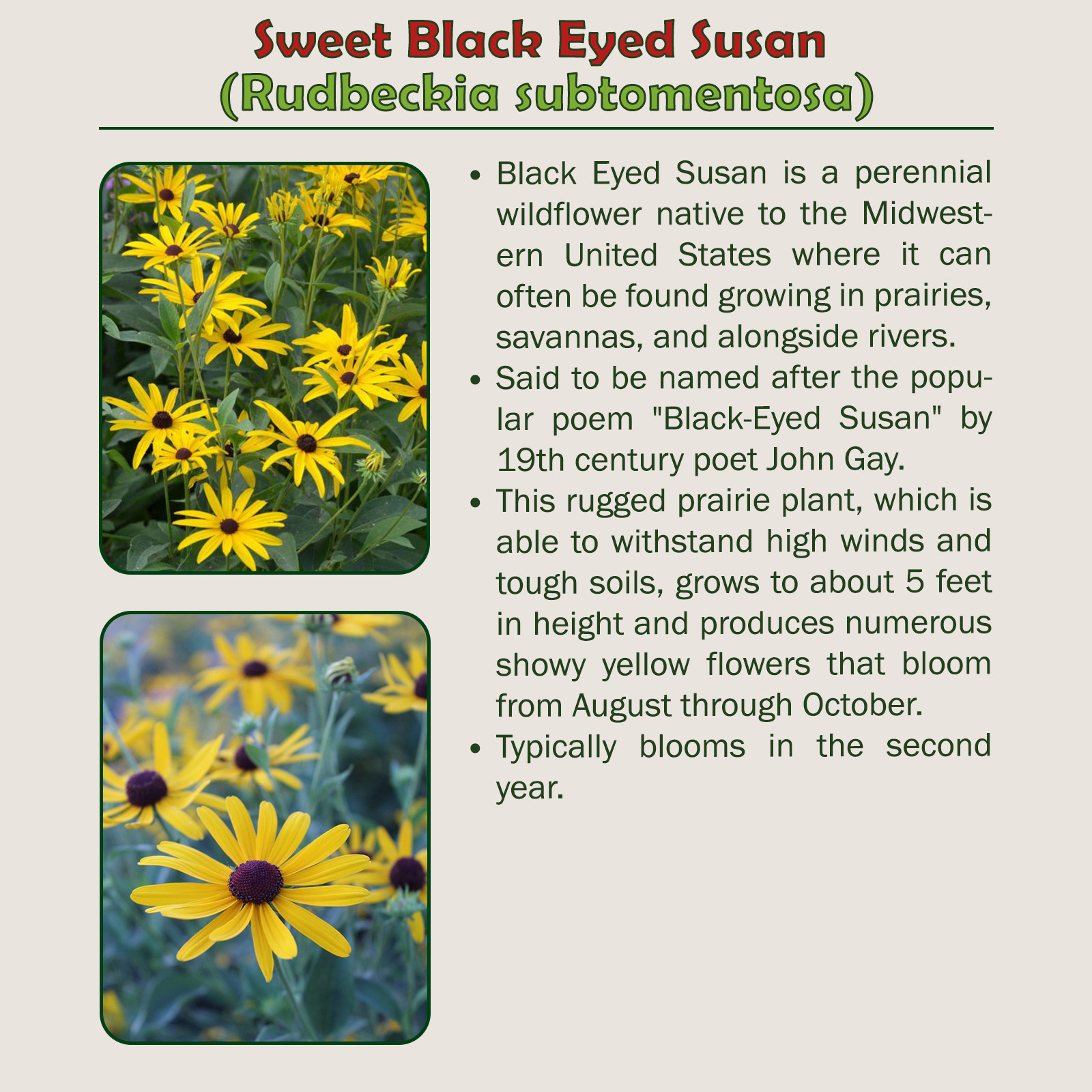 200 Sweet Black Eyed Susan Seeds, Rudbeckia subtomentosa, Native Wildflower