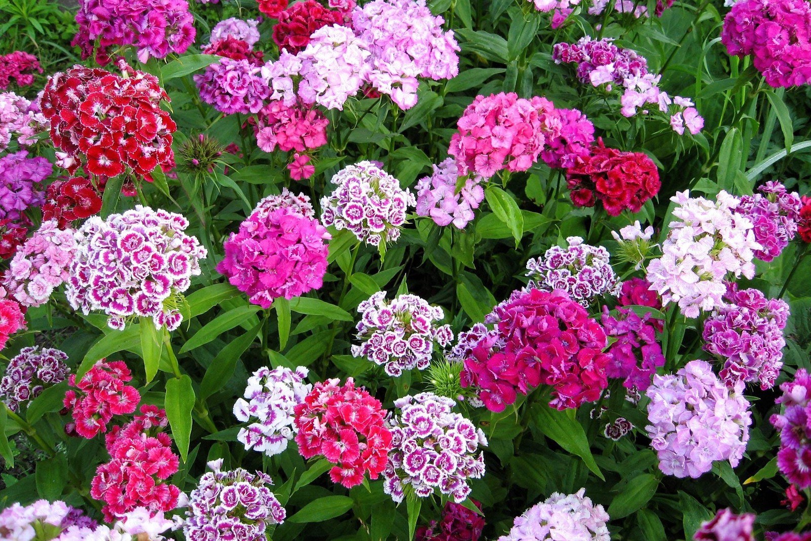 500 MIXED Colors SWEET WILLIAM Dianthus Barbatus Red Pink Bicolor Flower Seeds