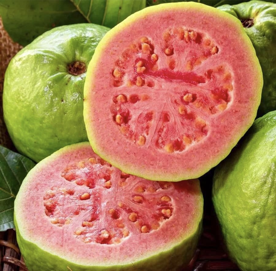 Pink Guava Grafted 2 Year Grow *FRUITING* 20”-24” Tropical Live Tree In 7” Pot