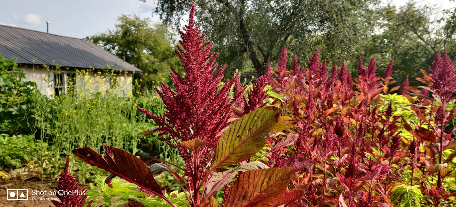 1000+ Red Amaranth Edible Herb Seeds / Rau Dền Đỏ for 2024 season . US seller