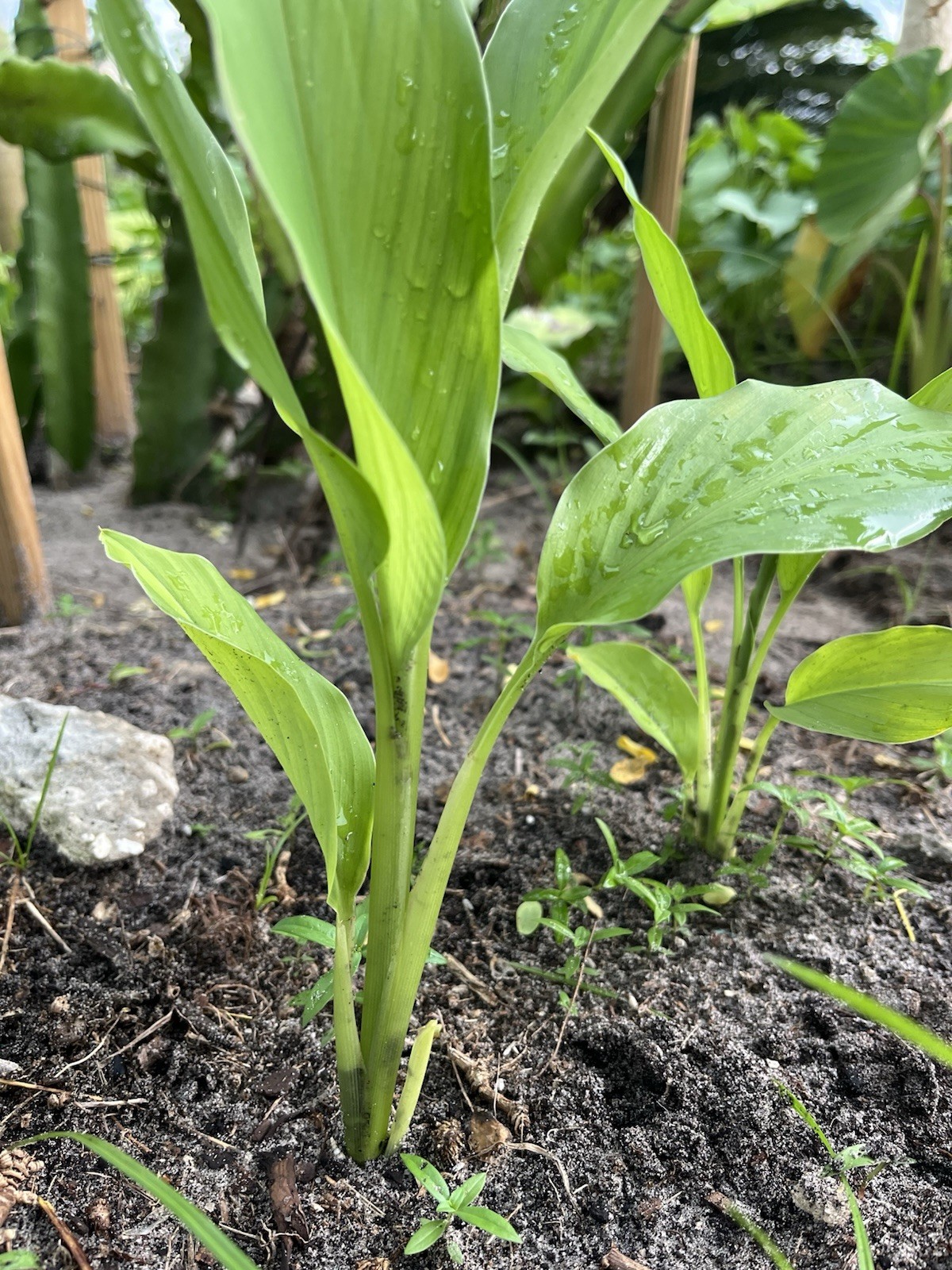 10 PCs Turmeric Roots Curcuma Longa Ready To Plant 1-2” with growth