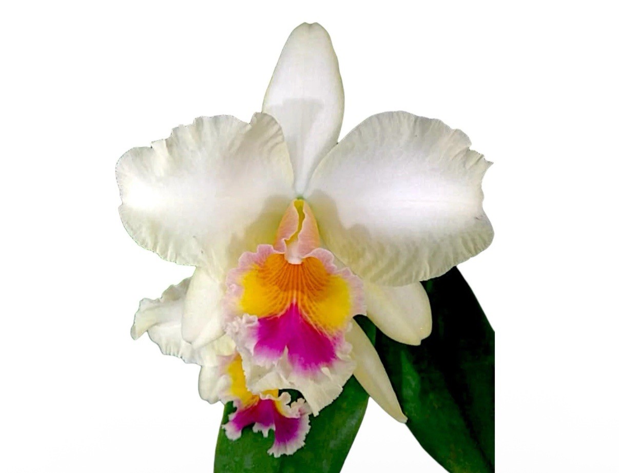Cattleya Rlc Viva Andina Yellow Purple White Fragrant BS Orchid Hybrid 4” Pot