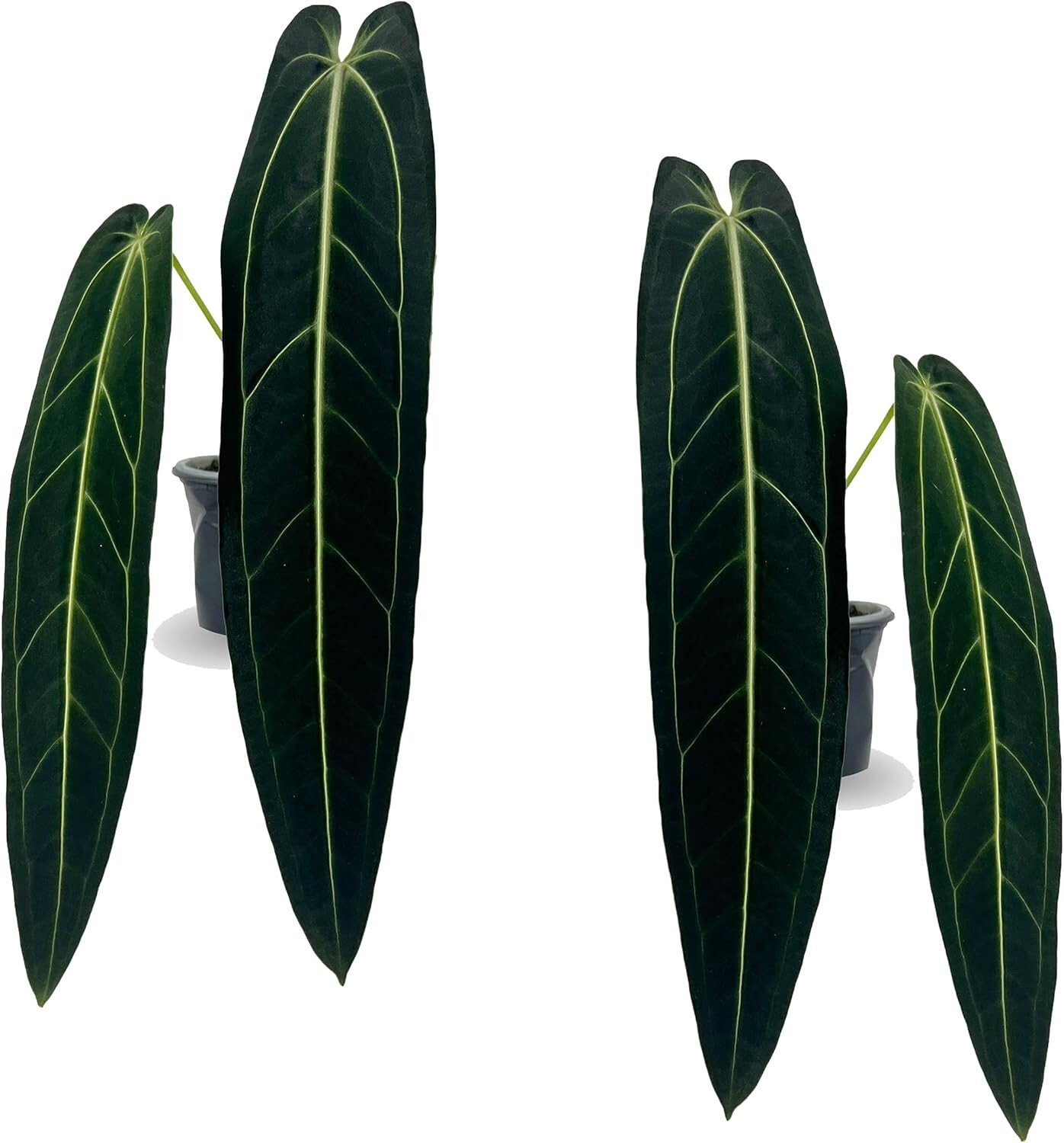 Anthurium Warocqueanum (Pack X2) – Live Plants House – LEAL PLANTS ECUADOR