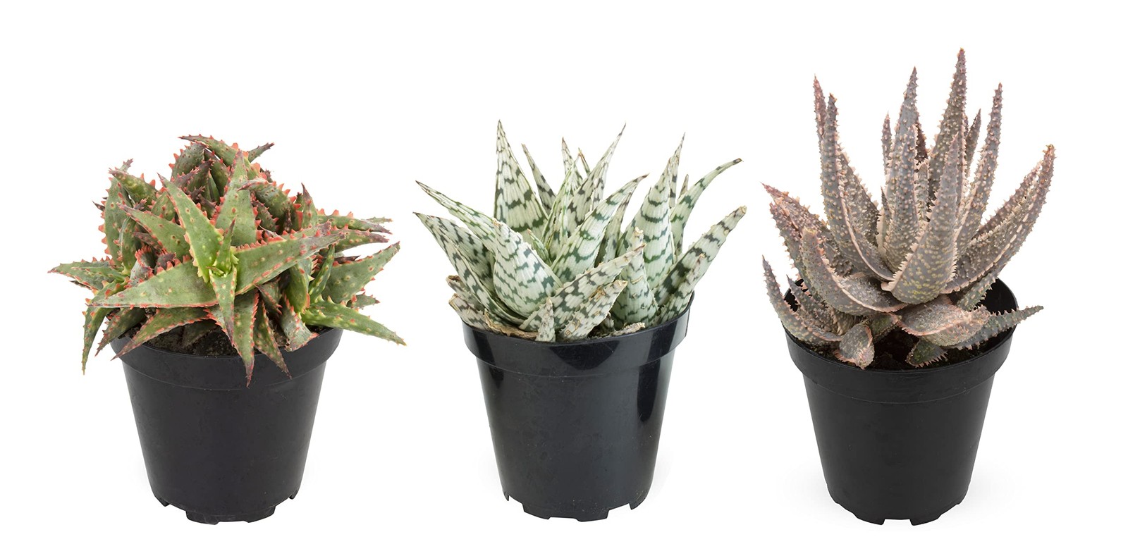 Live Aloe Plant Succulents (3 Pack), Succulents Plants Live in Potting Soil, …