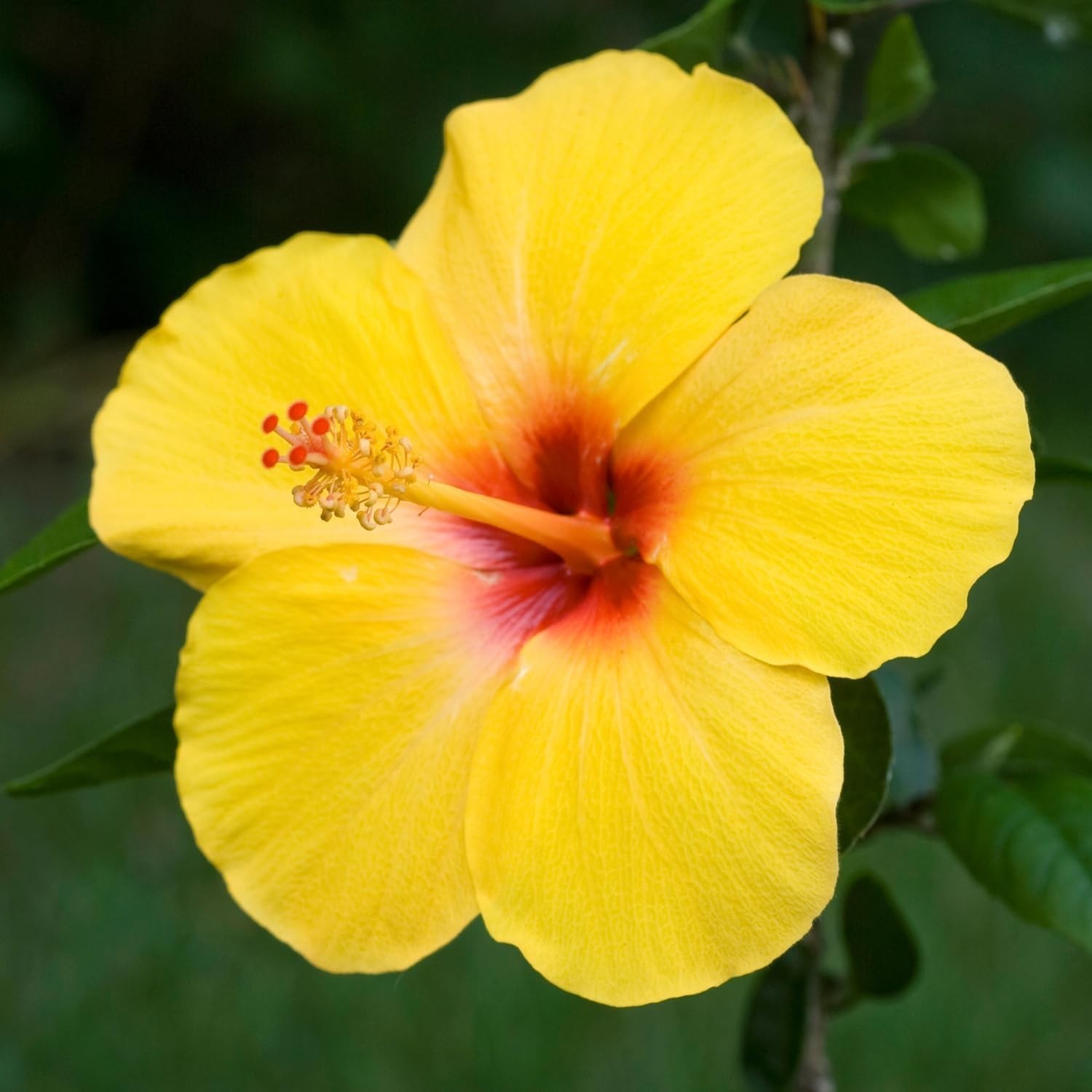 2 EXOTIC TEQUILA Hardy Hibiscus Plant Yellow Hibiscus Plants 3 to 5 In tall