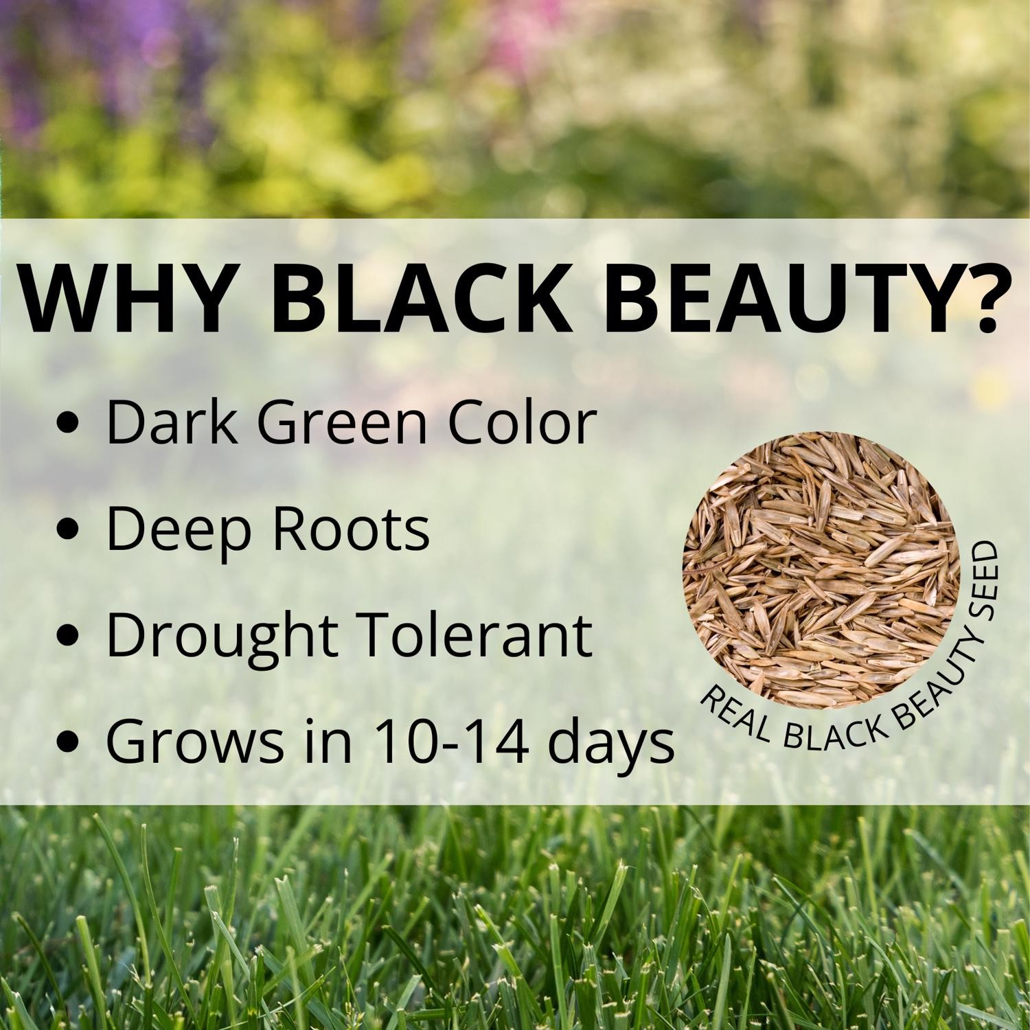 Jonathan Green Black Beauty Original Tall Fescue Grass Seed 25 lb.