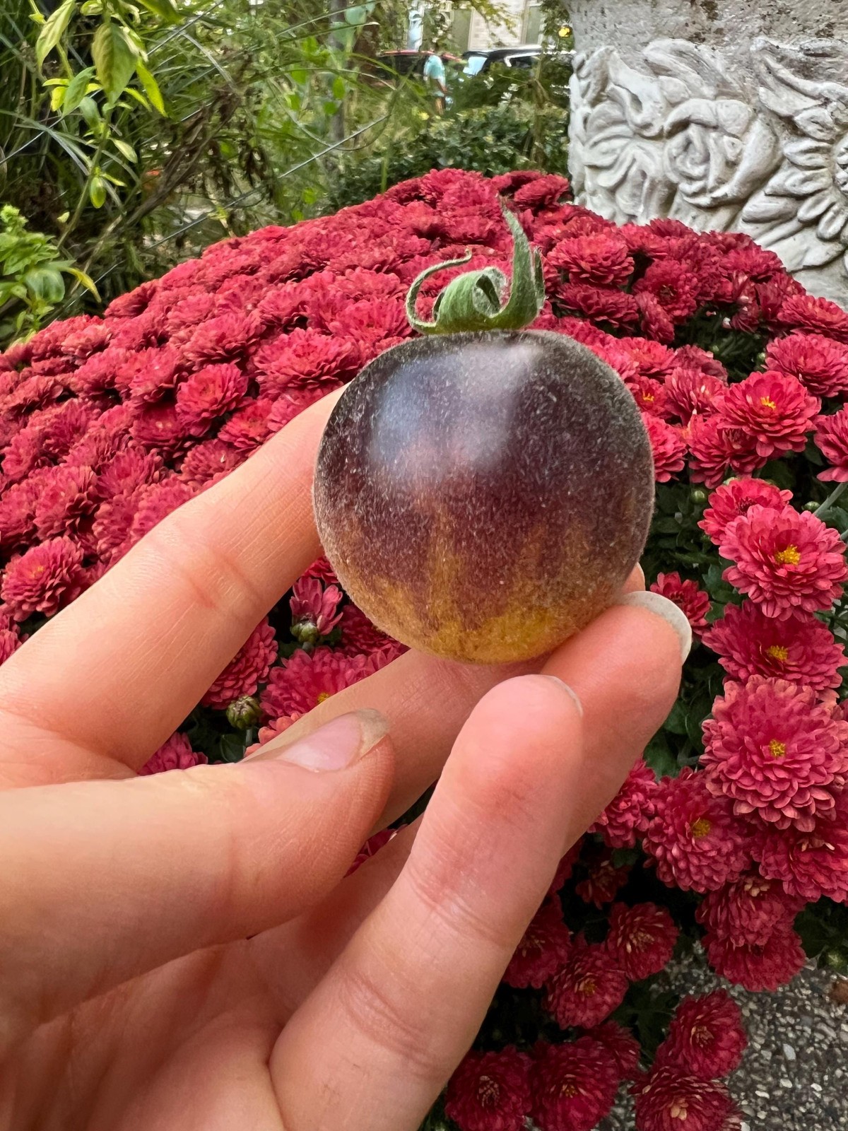 *NEW* Wolly Kate Yellow Tomato 10 Seeds Free Shipping!