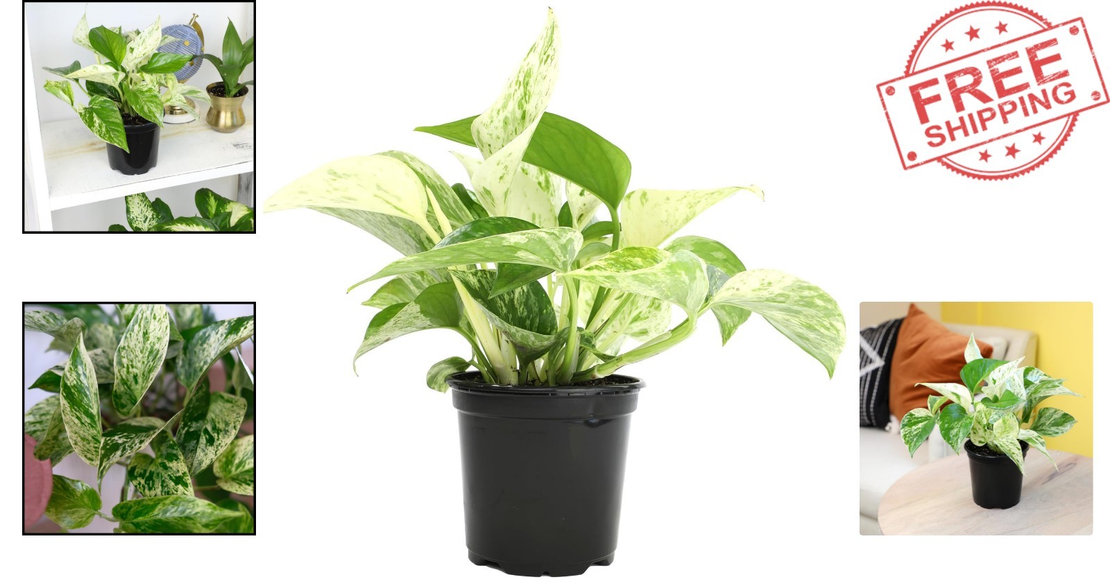 Beautiful 4″ Marble Queen Pothos – Air-Purifying, Perfect for Any Space