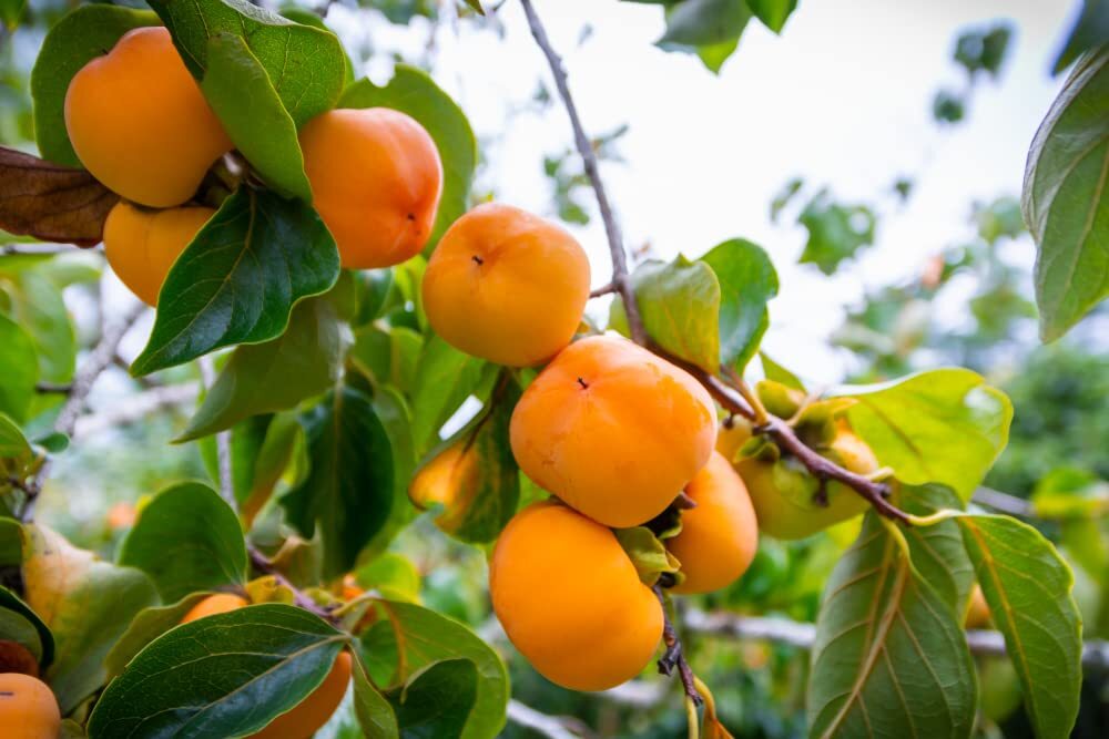 10 Persimmon Tree Seeds – Made in USA, Ships from Iowa – Popular Outdoor Tree or