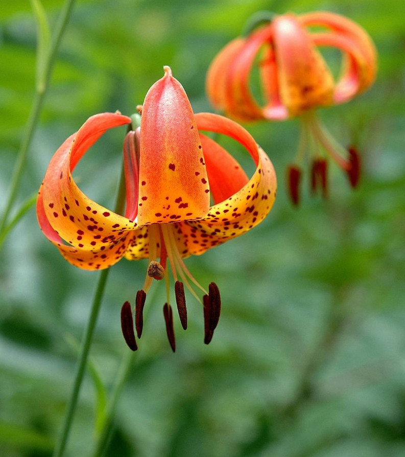 Turk’s Cap Lily 5 Root Bulbs (Lilium superbum) – Perennial – No Ship AK, HI, PR