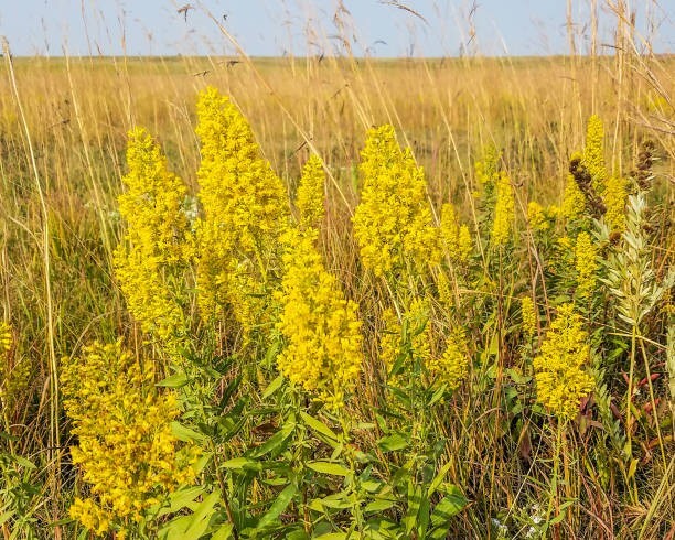 500 OLD FIELD GOLDENROD SEEDS | SALE FREE SHIPPING NON GMO HEIRLOOM