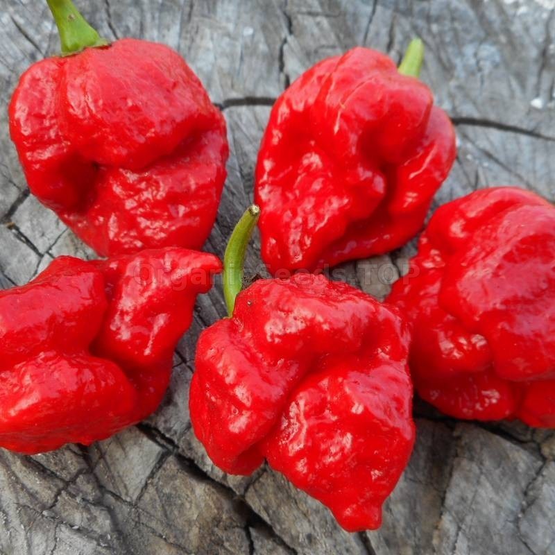 15 Newly Harvested Super-Hot Trinidad Scorpion Red Moruga Pepper Seeds-A 66