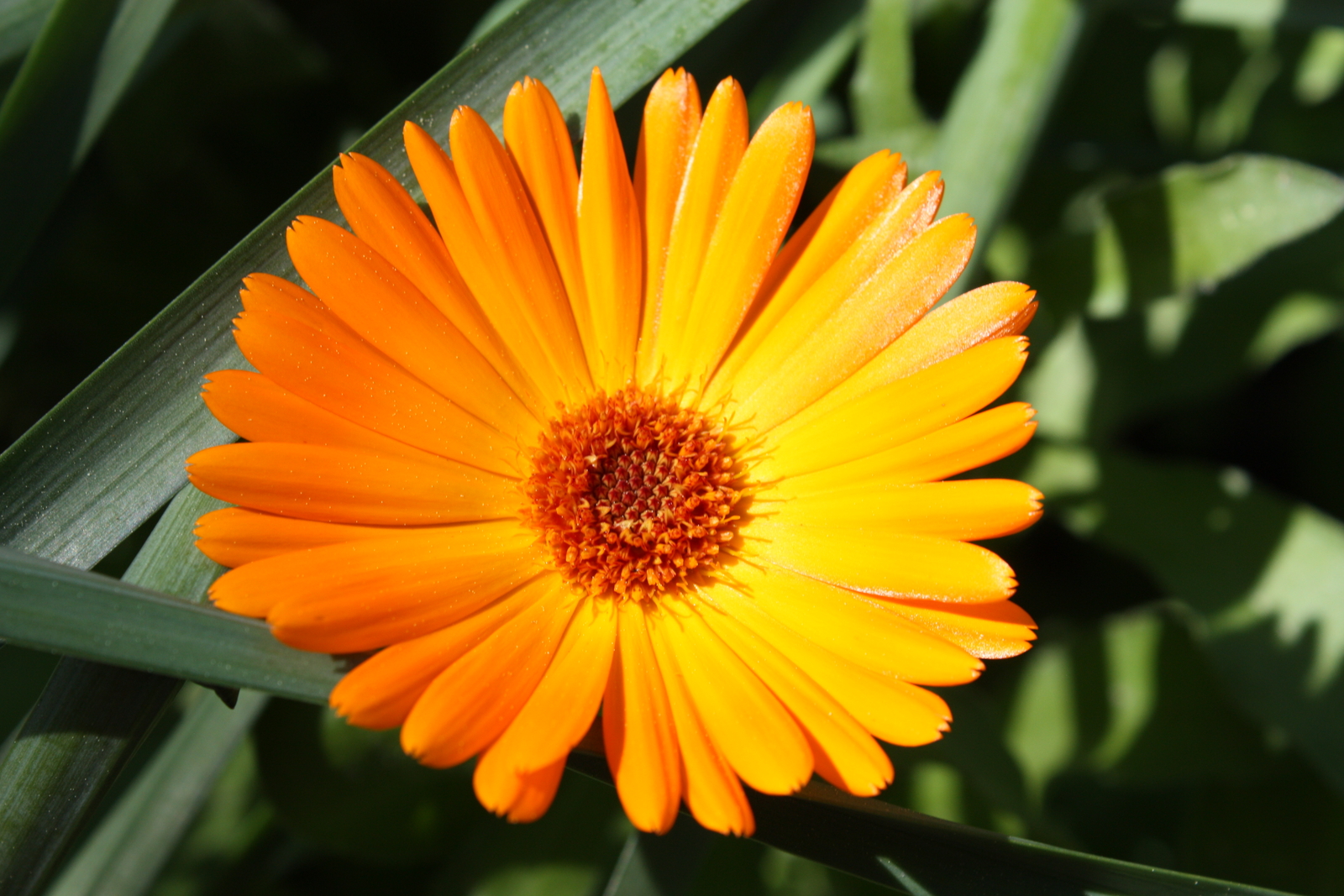 2,000 CALENDULA OFFICINALIS Seeds (Orange Marigold) | Free shipping