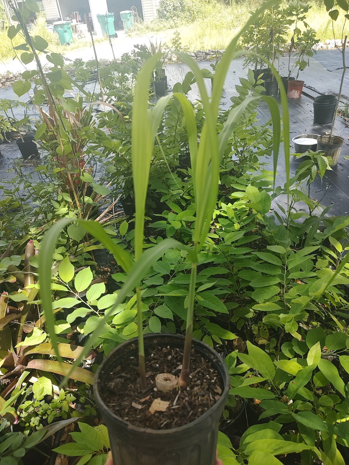 Green Sugarcane One Gallon Pot.