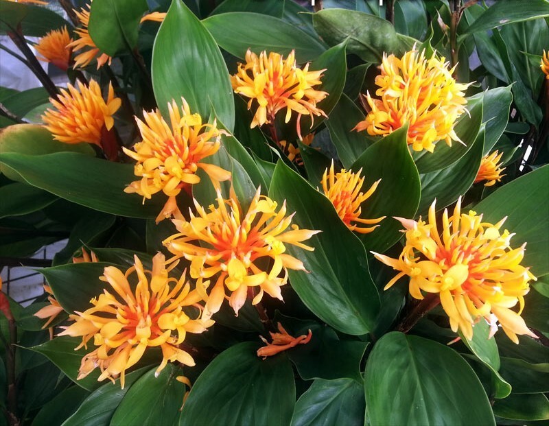 Golden Brush Dwarf Ginger – Burbidgea schizocheila- SMALL ROOTED STARTER Plant