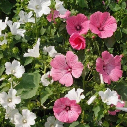 Rose Mallow Malope Trifida 250 Seeds Mixed Pink and White Hibiscus Flowers
