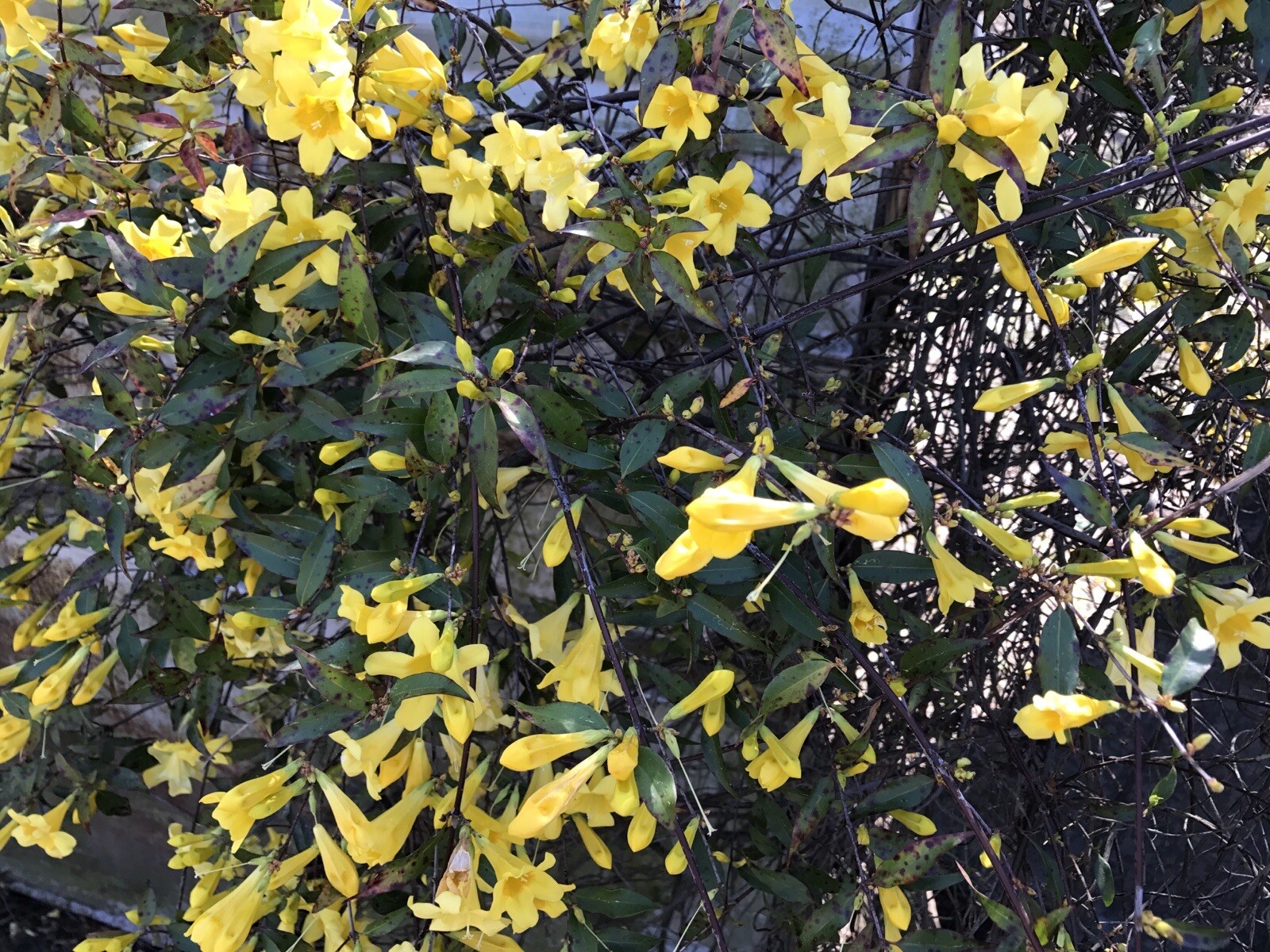 7 Carolina Jasmine Yellow Starter Climbing Hummingbird Vines Plant Bare Root