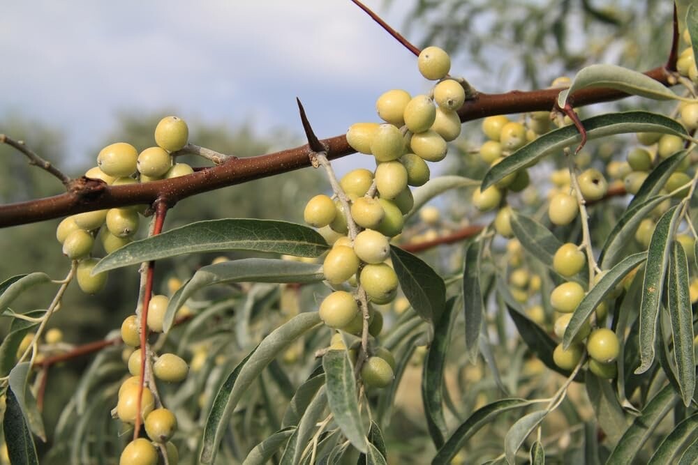 Russian Olive Tree Seeds Elaeagnus angustifolia 10 Seeds
