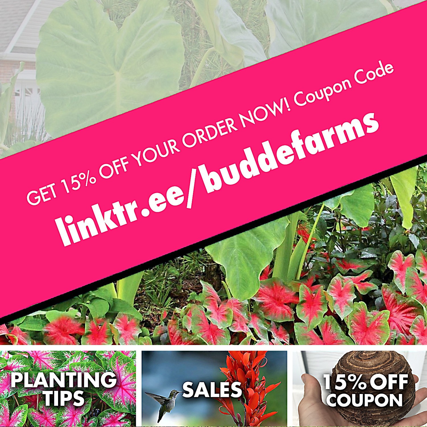 Canna Lily Bulbs Dark Red/Purple Musifolia – Large tropical plant w/ Red flowers