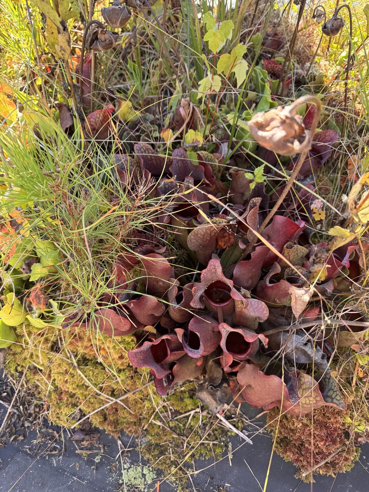 ‘NORTH’ MEETS ‘SOUTH’ Pair – Anthocyanin-Free Meets Anthocyanin +