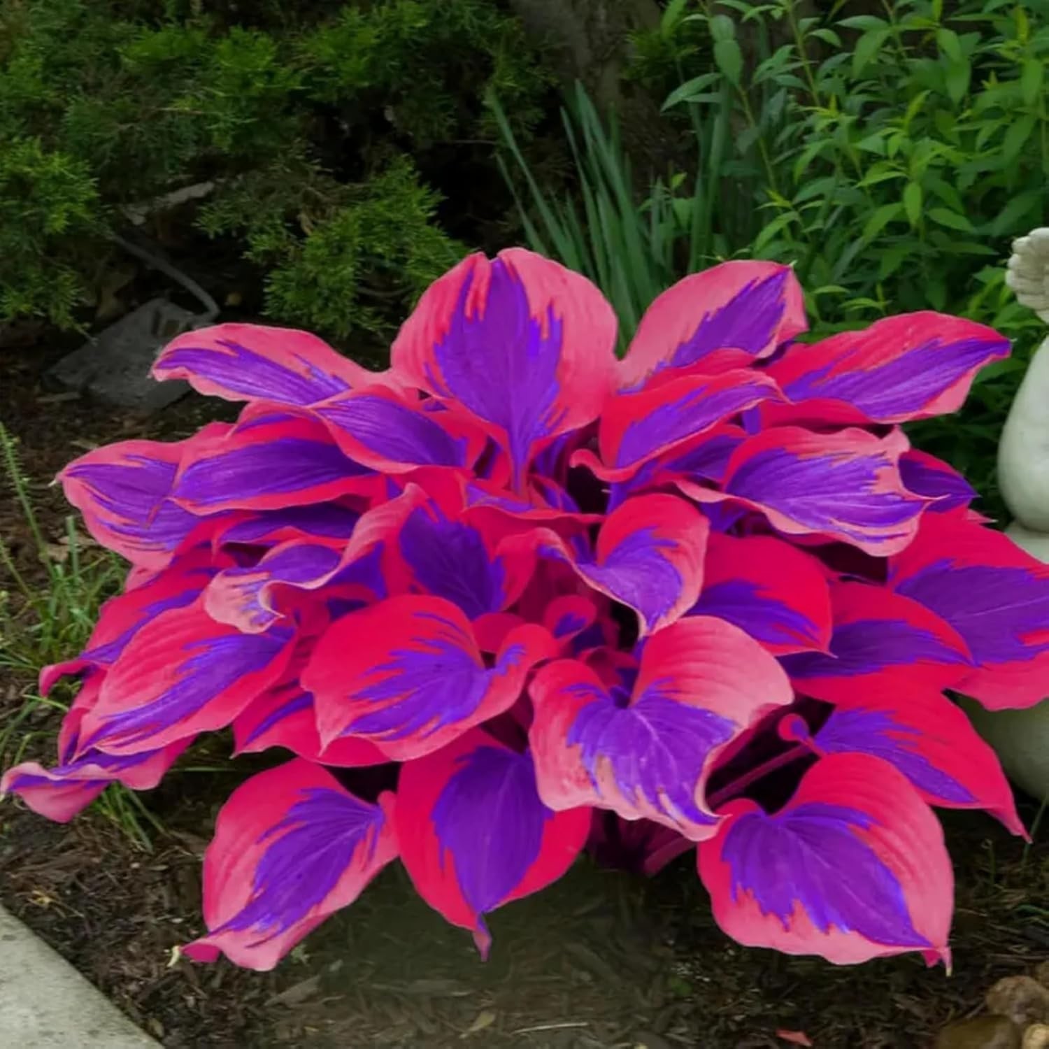 Rare 390+ Hosta Seeds – Vibrant Outdoor Plants for Low Maintenance Gardens