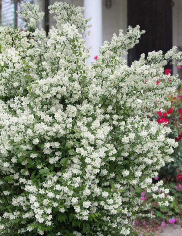 Mock Orange Green – Live Plant in Gallon Pot – Fragrant Flowering Shrub