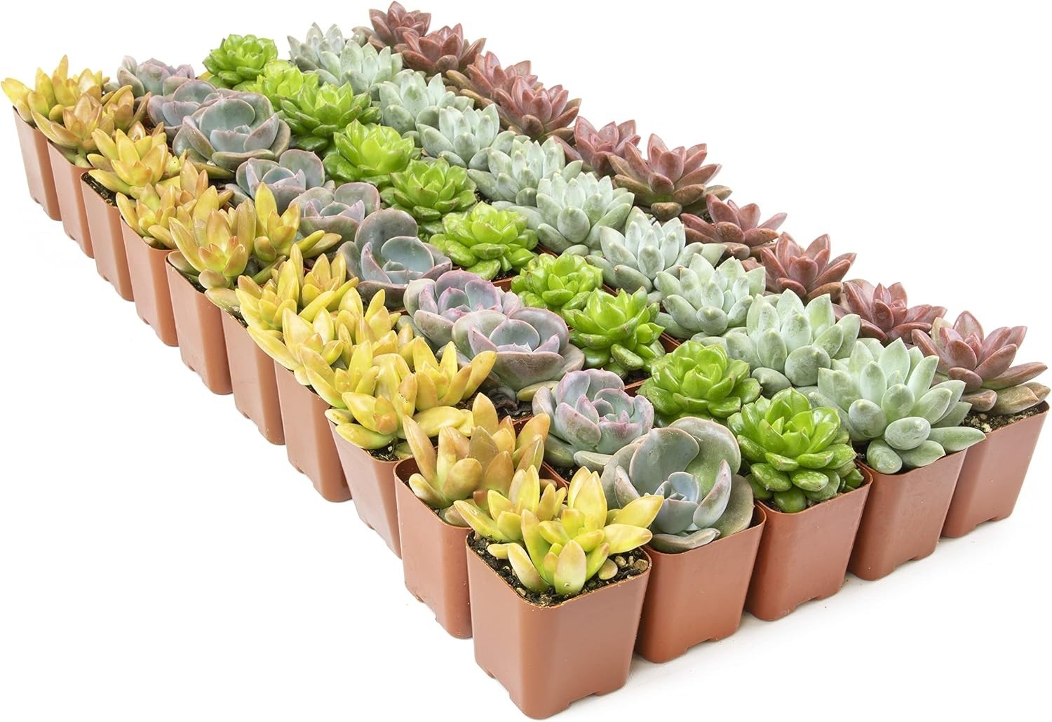 Live Succulent Plants 50 Count – Mini Houseplants, Easy Care, Garden Gift Tray