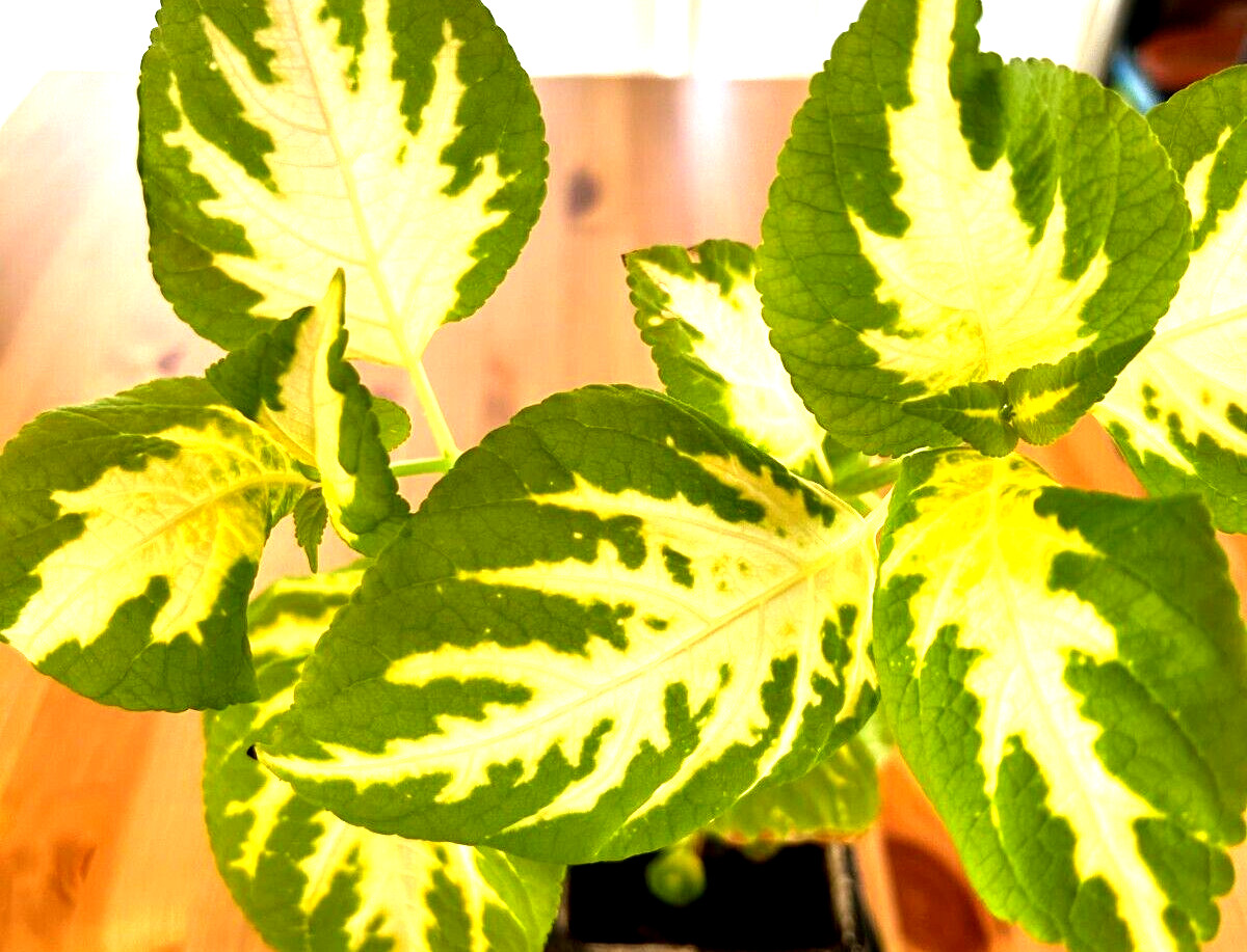 Jade Green Halo Coleus Rooted Plant Genuine Fast Shipping Live Flower best offer