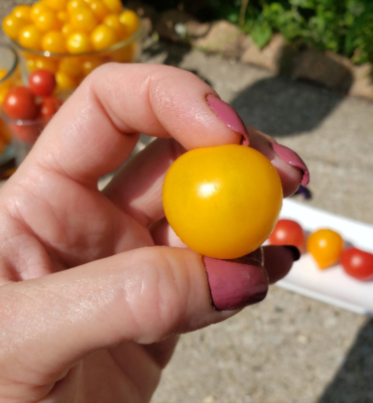 Aztek Micro Dwarf Tomato Seeds 10 Organic Seeds *Free Shipping*