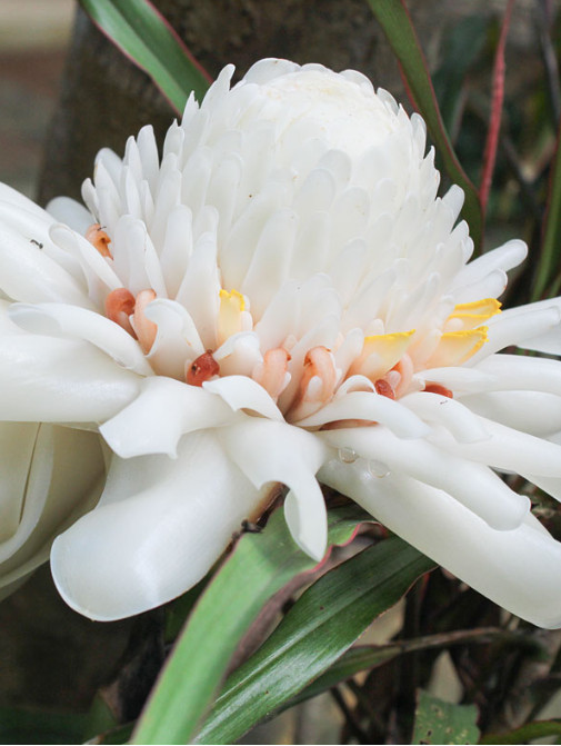2 White Torch Ginger Plants with Rhizomes Etlingera Elatio Ginger Lily Well Root